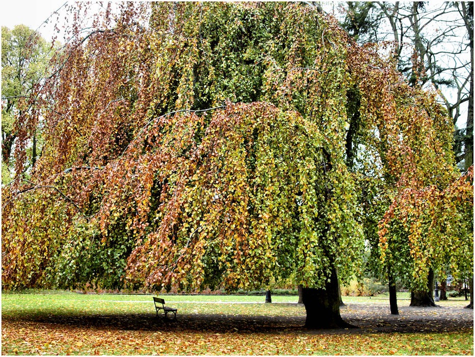 Opuszczona ławeczka