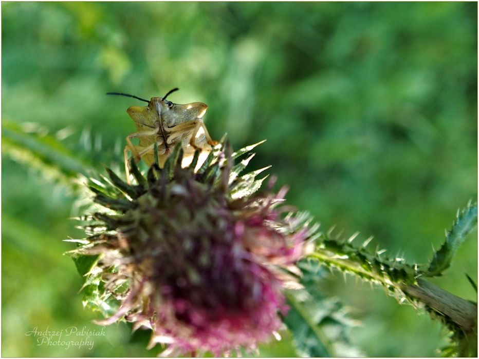 OLYMPUS DIGITAL CAMERA         