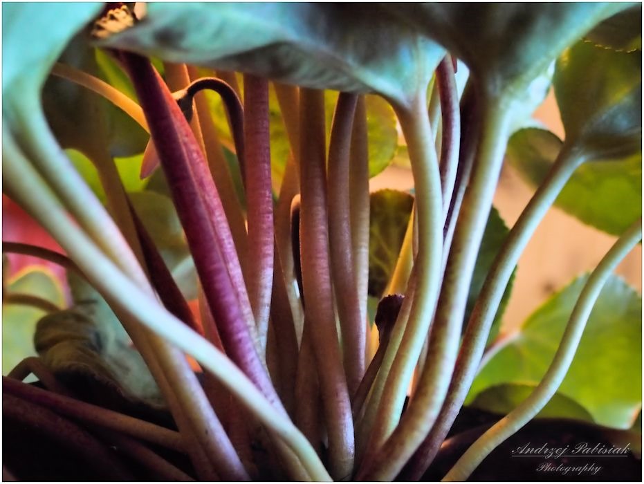 OLYMPUS DIGITAL CAMERA         