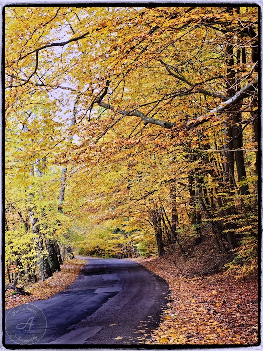 Road through the wood