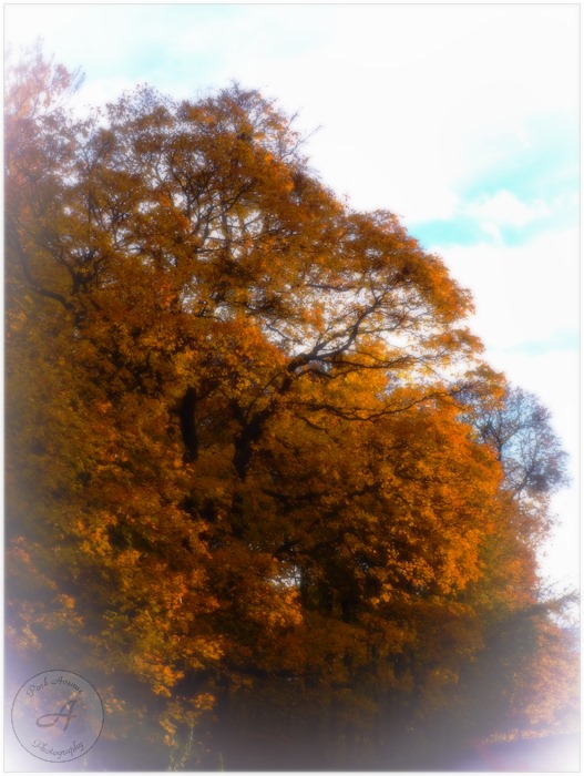 I will greet you with gold and the honey