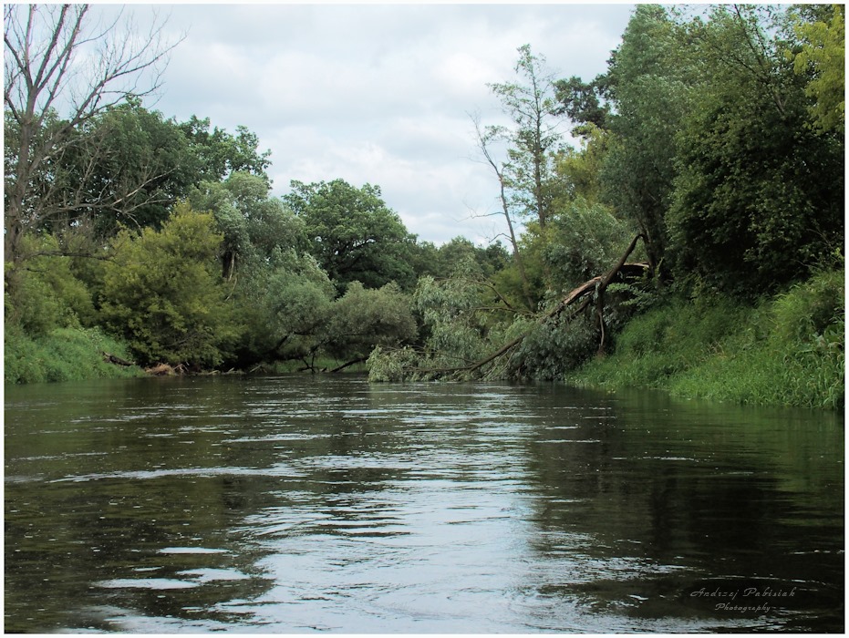 The river Drwęca_3