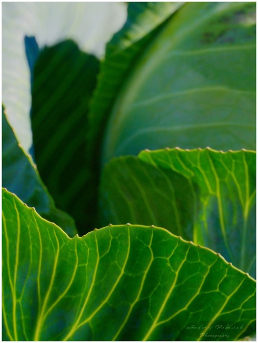 Simply - the cabbage