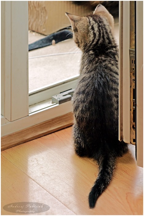 The curiosity of the world