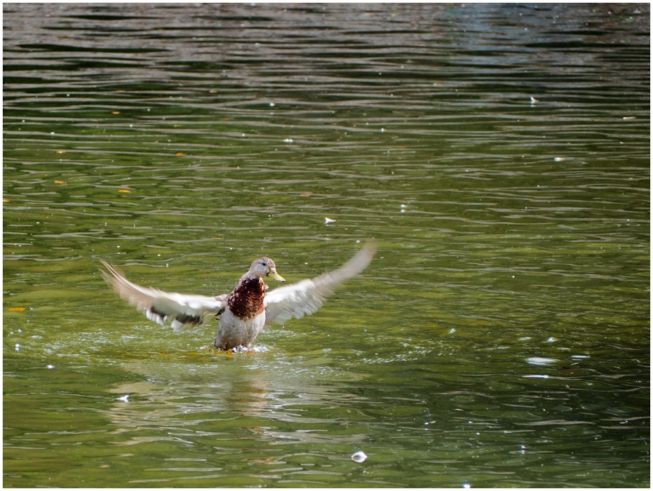 One moment from the life of the duck