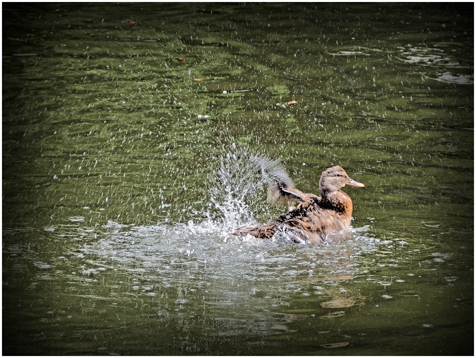 One moment from the life wild duck