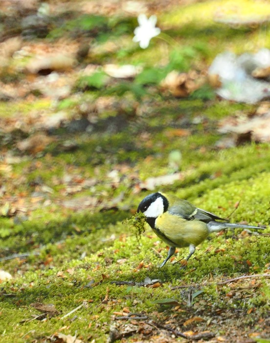 OLYMPUS DIGITAL CAMERA         