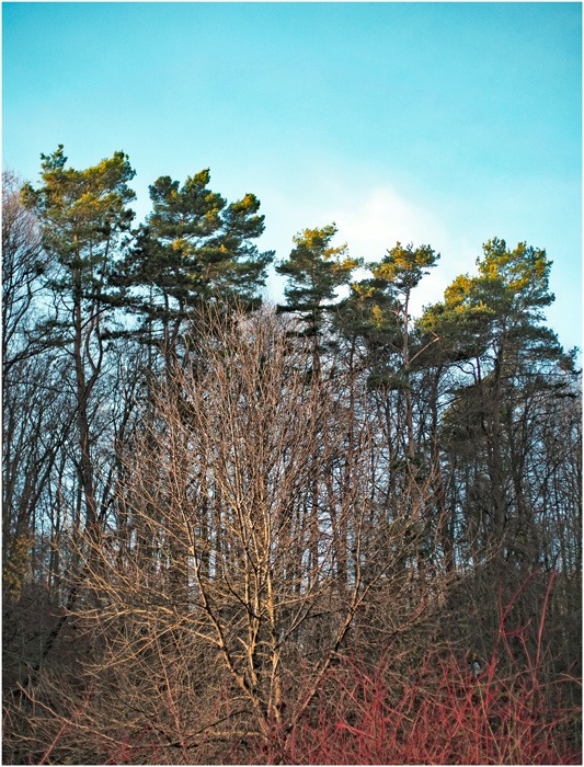 OLYMPUS DIGITAL CAMERA         