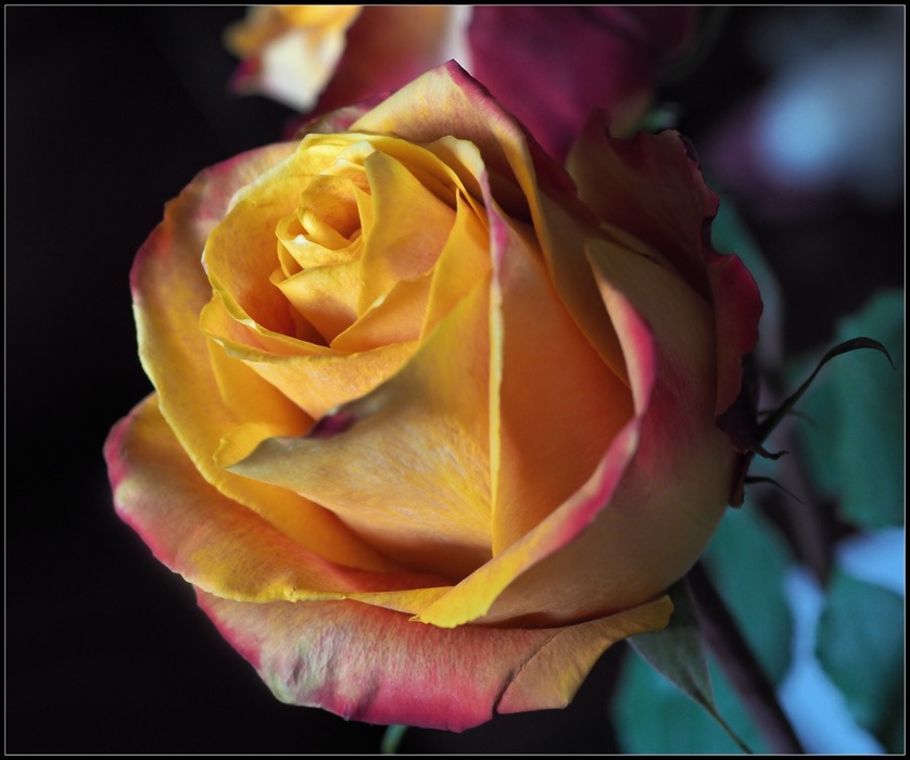 OLYMPUS DIGITAL CAMERA         