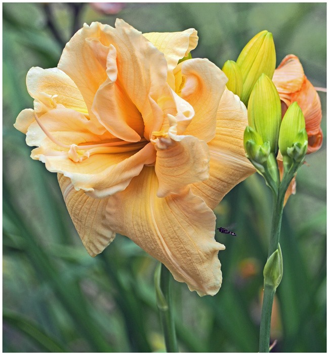 OLYMPUS DIGITAL CAMERA         