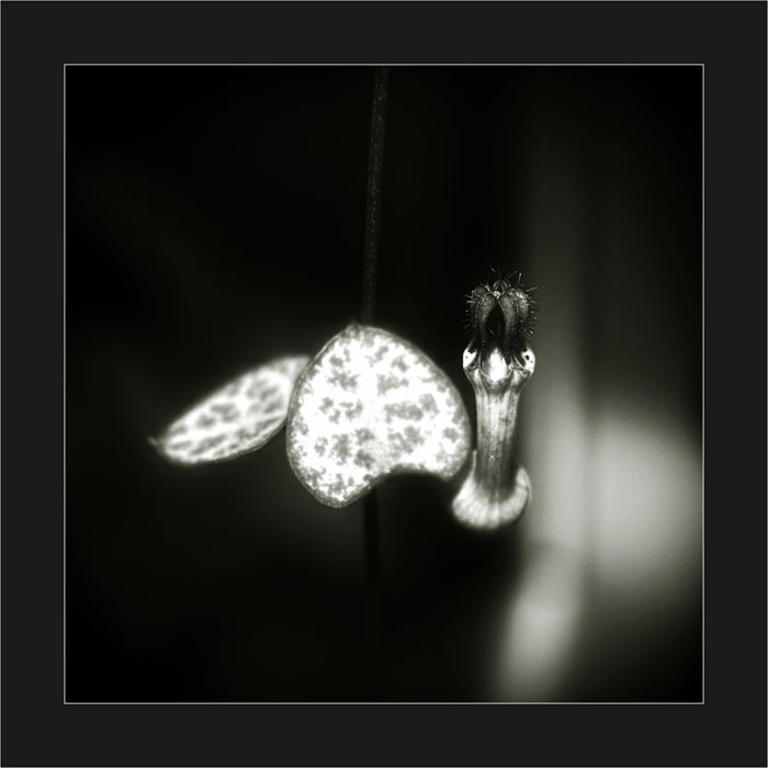 TF-367-26